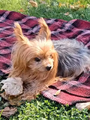 Grace Connolly Erie Park - Erie,