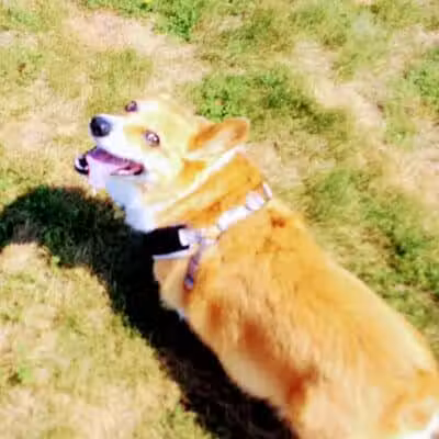 Escanaba Dog Park - Escanaba, MI