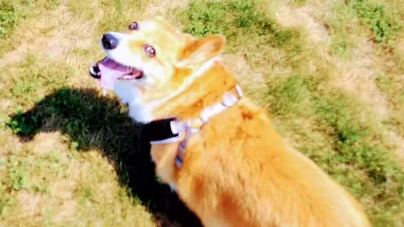 Escanaba Dog Park - Escanaba, MI