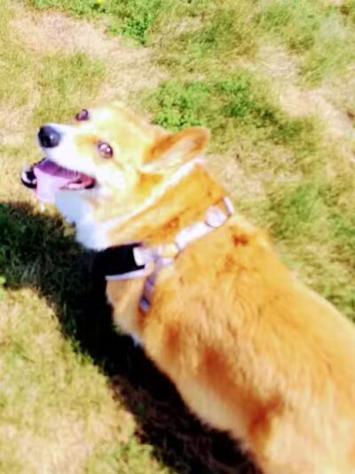 Escanaba Dog Park - Escanaba, MI