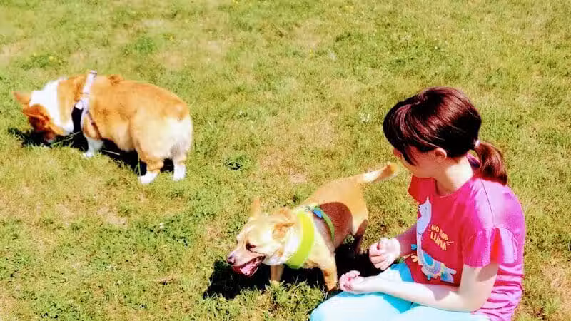 Escanaba Dog Park - Escanaba, MI