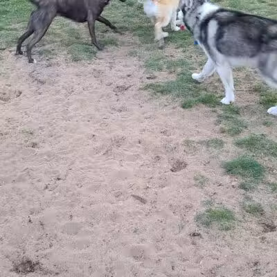 Escanaba Dog Park - Escanaba, MI