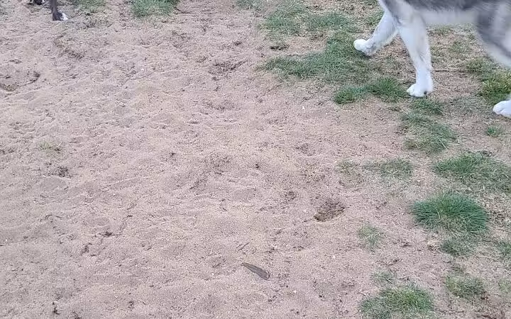 Escanaba Dog Park - Escanaba, MI