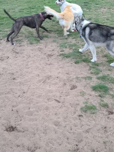 Escanaba Dog Park - Escanaba, MI