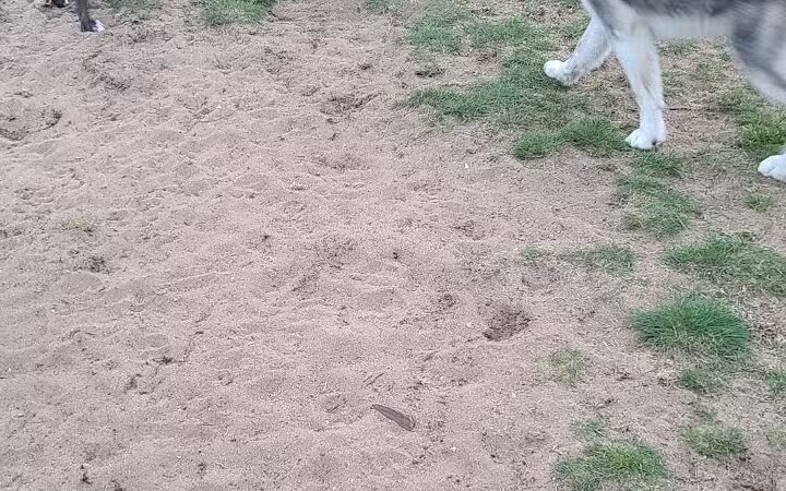 Escanaba Dog Park - Escanaba, MI