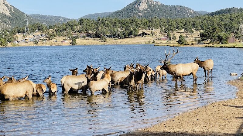 Estes Park Dog Park - Estes Park, CO