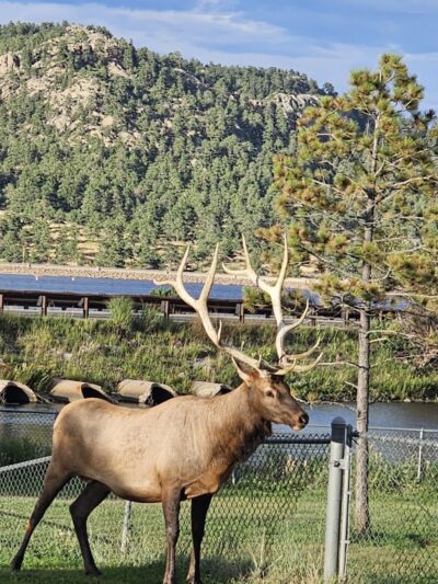 Estes Park Dog Park - Estes Park, CO