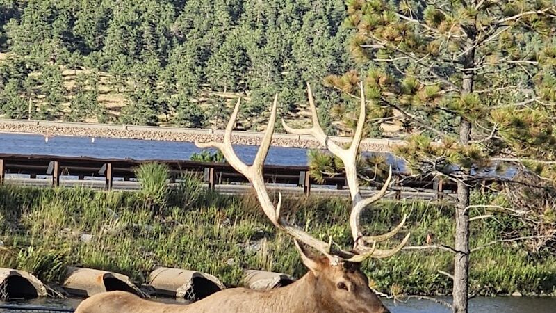 Estes Park Dog Park - Estes Park, CO