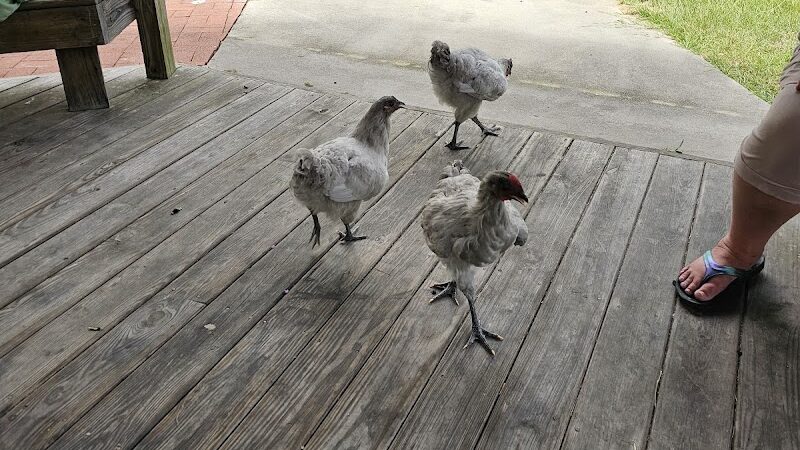 Eutawvillage Community Park - Eutawville, SC