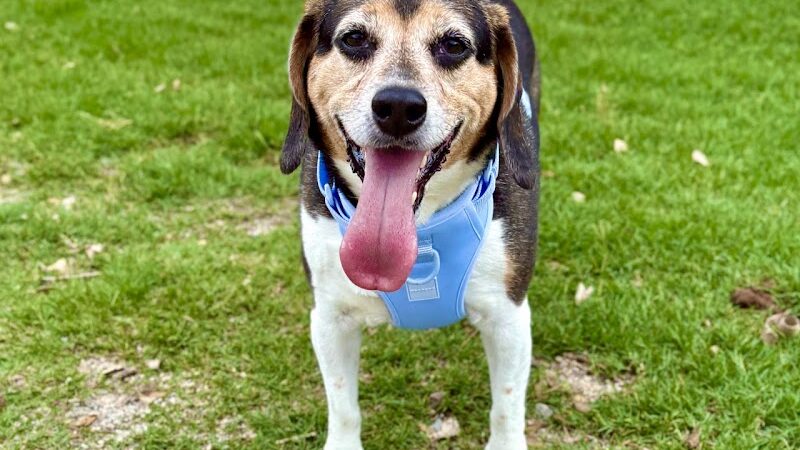 Dog Park at Evans Town Center Park - Evans, GA
