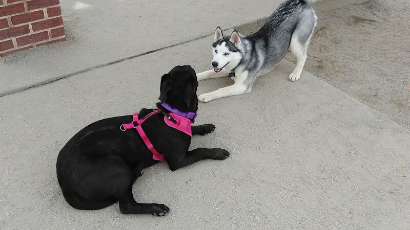 Dog Park at Evans Town Center Park - Evans, GA