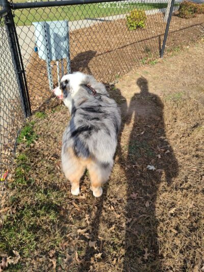 Dog Park at Evans Town Center Park - Evans, GA