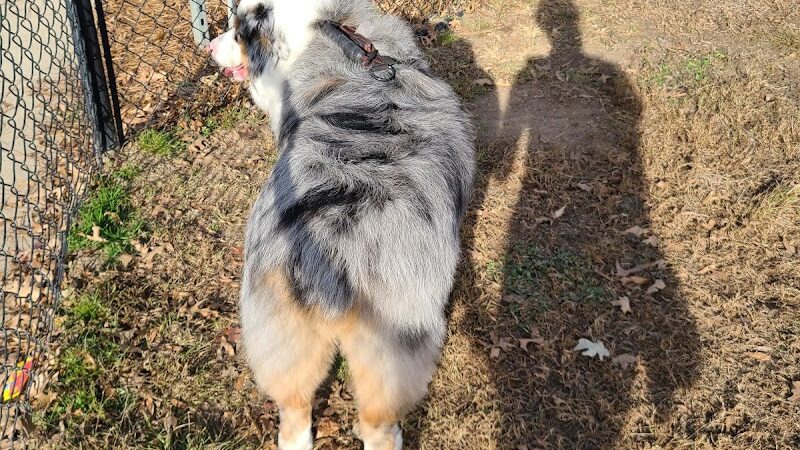 Dog Park at Evans Town Center Park - Evans, GA