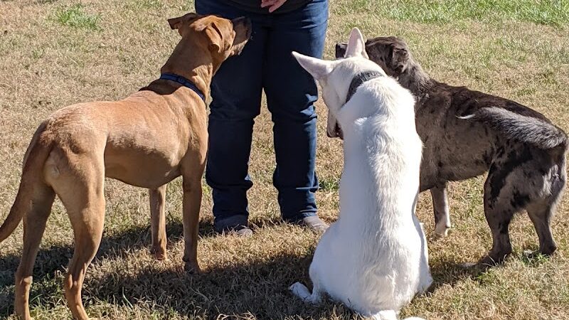 Central Bark Dog Park (Members Only) - Evansville, IN