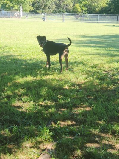 Central Bark Dog Park (Members Only) - Evansville, IN