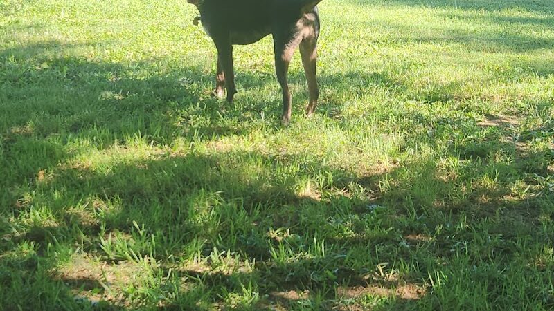 Central Bark Dog Park (Members Only) - Evansville, IN