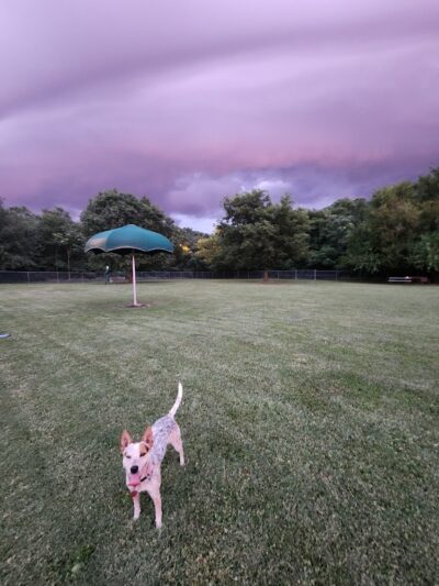 Central Bark Dog Park (Members Only) - Evansville, IN