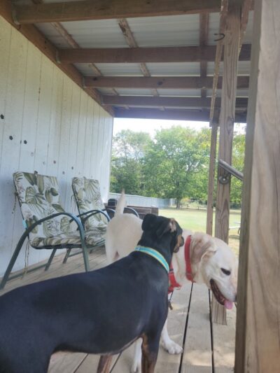 Central Bark Dog Park (Members Only) - Evansville, IN