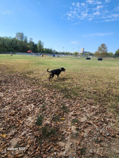 Central Bark Dog Park (Members Only) - Evansville, IN