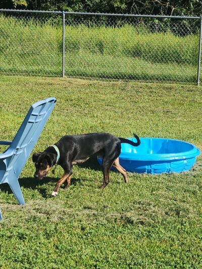 Central Bark Dog Park (Members Only) - Evansville, IN