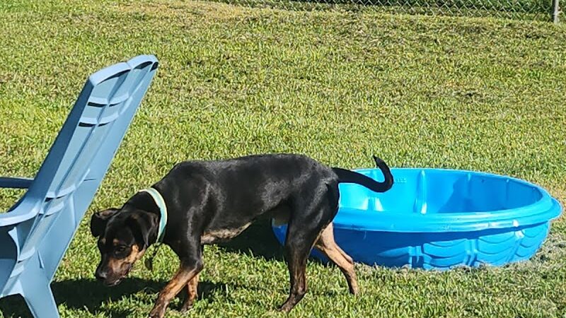 Central Bark Dog Park (Members Only) - Evansville, IN