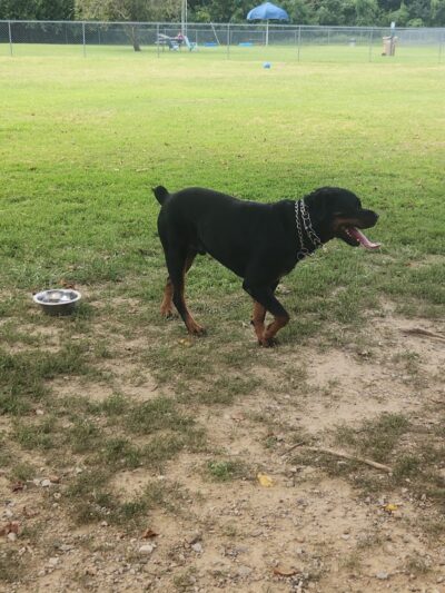 Central Bark Dog Park (Members Only) - Evansville, IN