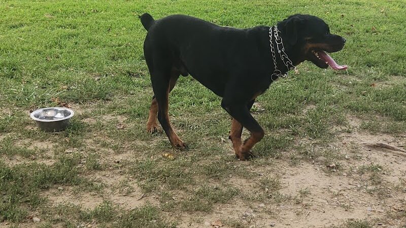 Central Bark Dog Park (Members Only) - Evansville, IN