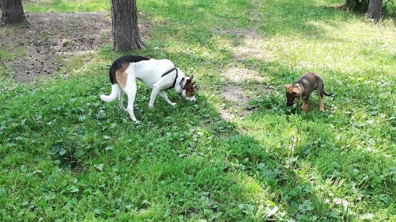 Eveleth Dog Park - Eveleth, MN