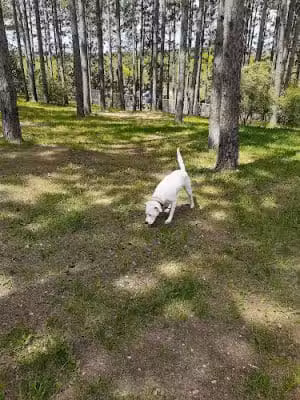 Eveleth Dog Park - Eveleth, MN
