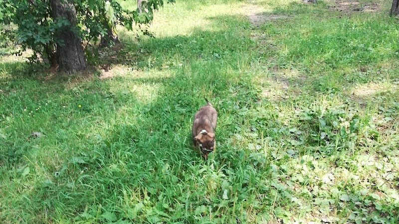 Eveleth Dog Park - Eveleth, MN