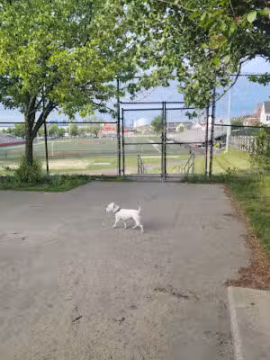 The Pup Park on Chelsea - Everett, MA