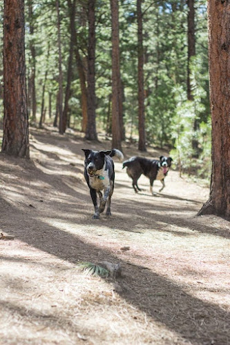 Elk Meadow Park Stagecoach Trailhead - Evergreen, CO