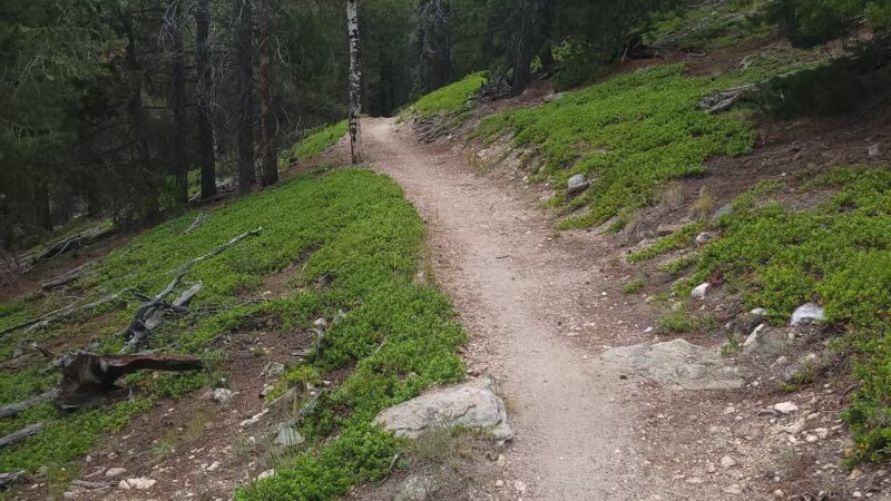 Elk Meadow Park - Evergreen, CO