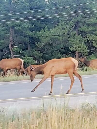 Elk Meadow Park Stagecoach Trailhead - Evergreen, CO