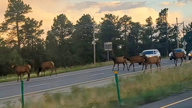 Elk Meadow Park Stagecoach Trailhead - Evergreen, CO