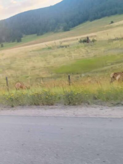 Elk Meadow Park Stagecoach Trailhead - Evergreen, CO
