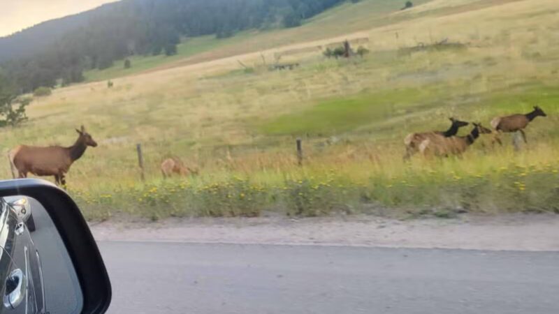 Elk Meadow Park Stagecoach Trailhead - Evergreen, CO