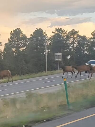 Elk Meadow Park Stagecoach Trailhead - Evergreen, CO