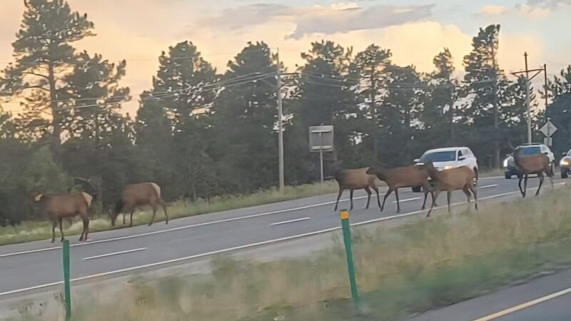 Elk Meadow Park Stagecoach Trailhead - Evergreen, CO