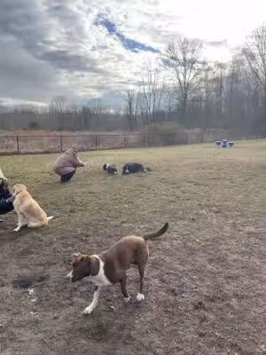 Evesham Township Dog Park - Evesham, NJ