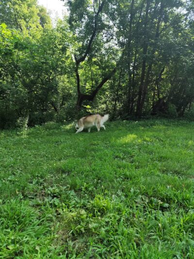 Off Leash Dog Park - Excelsior, MN