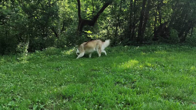 Off Leash Dog Park - Excelsior, MN