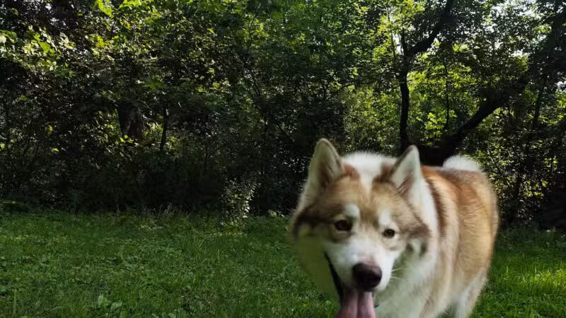 Off Leash Dog Park - Excelsior, MN