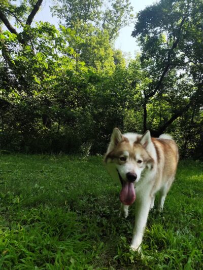 Off Leash Dog Park - Excelsior, MN