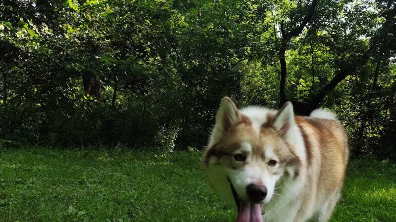 Off Leash Dog Park - Excelsior, MN