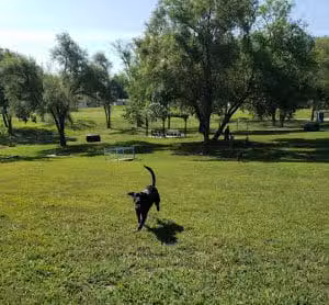 Century Bark Off Leash Dog Park - Excelsior Springs, MO