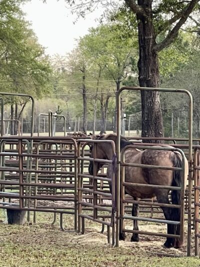 King Creek Campground - Fairfax, SC