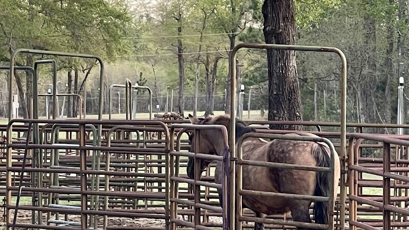 King Creek Campground - Fairfax, SC