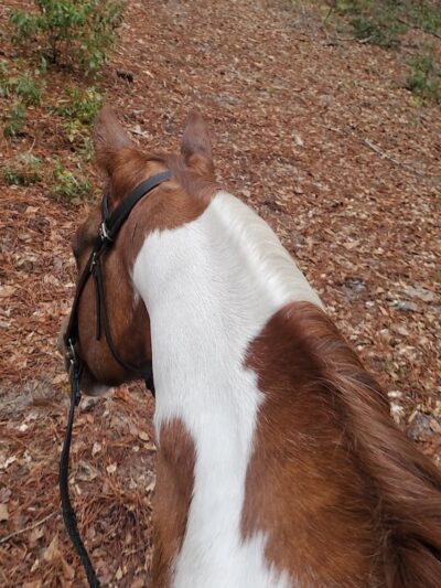 King Creek Campground - Fairfax, SC