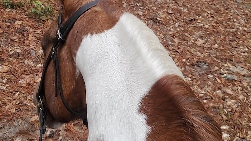 King Creek Campground - Fairfax, SC